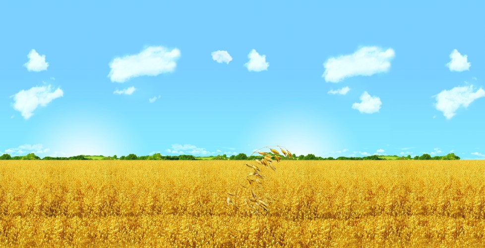 Quaker-Oat-Field-FR-1.jpg